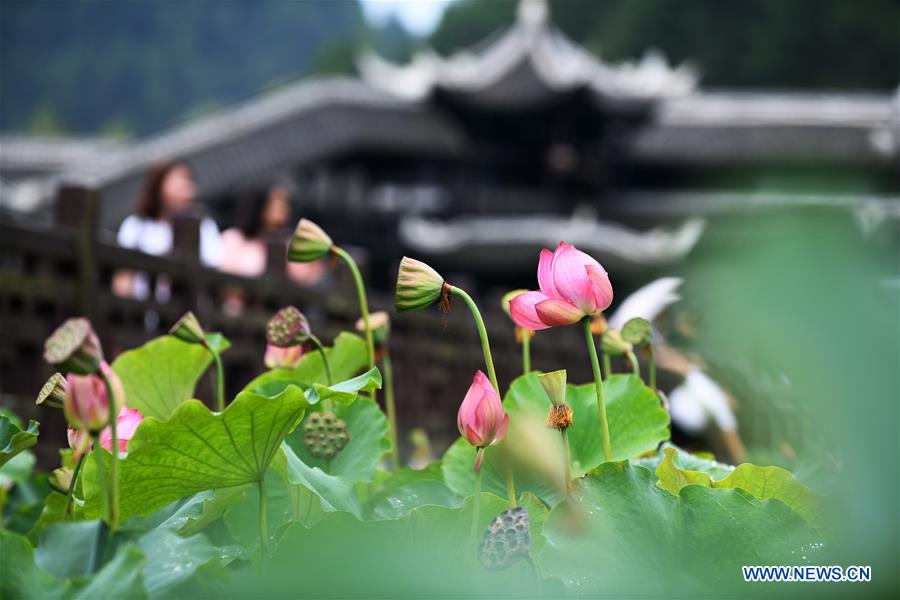 CHINA-GUIZHOU-LOTUS-TOURISM (CN)