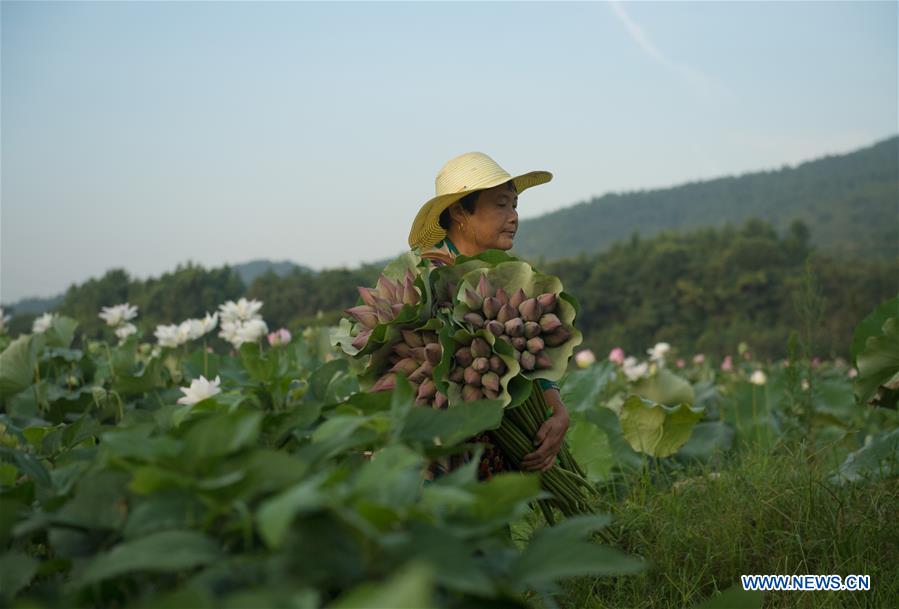 CHINA-ZHEJIANG-JIANDE-LOTUS-ECONOMY (CN)