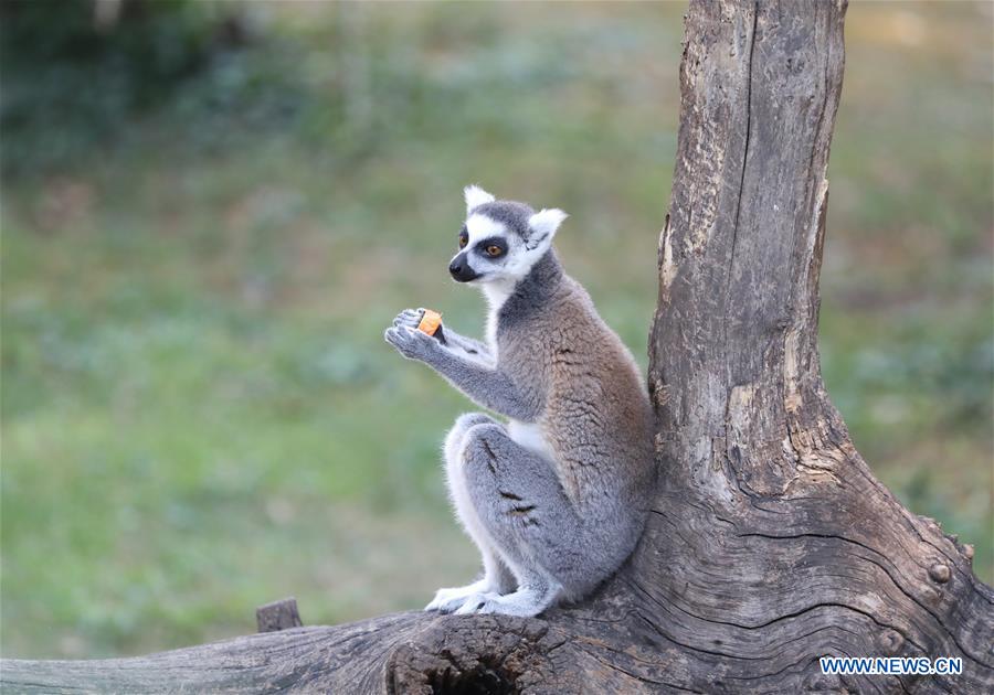 ITALY-ROME-ZOO-ANIMALS-HEAT