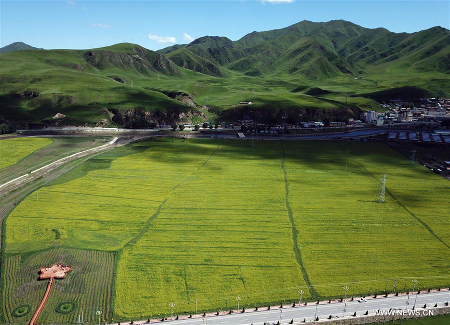 CHINA-GANSU-LUQU-RAPE FLOWER (CN)