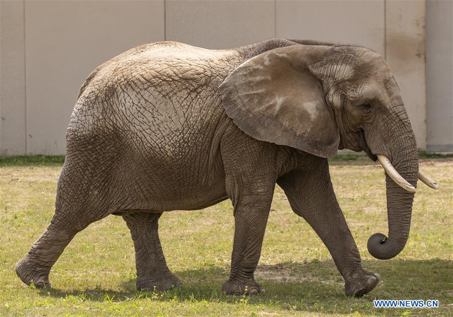 U.S.-MILWAUKEE-ZOO-ELEPHANT