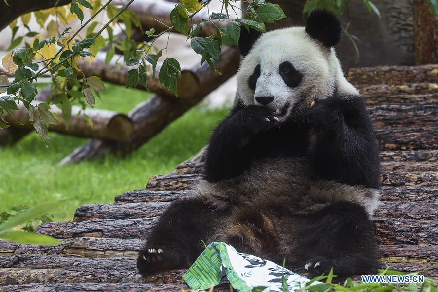 RUSSIA-MOSCOW-PANDAS-BIRTHDAY-CELEBRATIONS