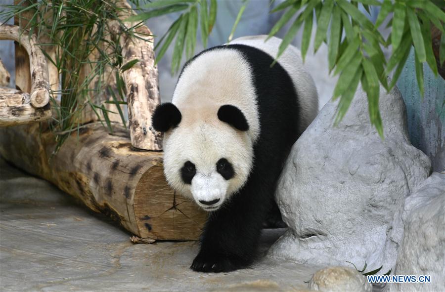 CHINA-HAINAN-HAIKOU-GIANT PANDAS-BIRTHDAY (CN)