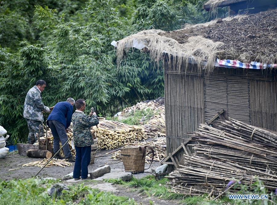 CHINA-CHONGQING-NANCHUAN-BAMBOO SHOOTS-COLLECTOR (CN)