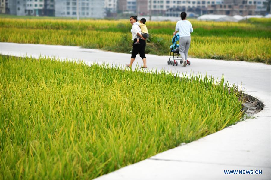 CHINA-GUIZHOU-PADDY FIELDS-TERRACED LANDS (CN)