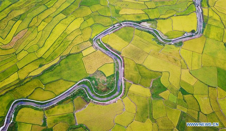 CHINA-GUIZHOU-PADDY FIELDS-TERRACED LANDS (CN)