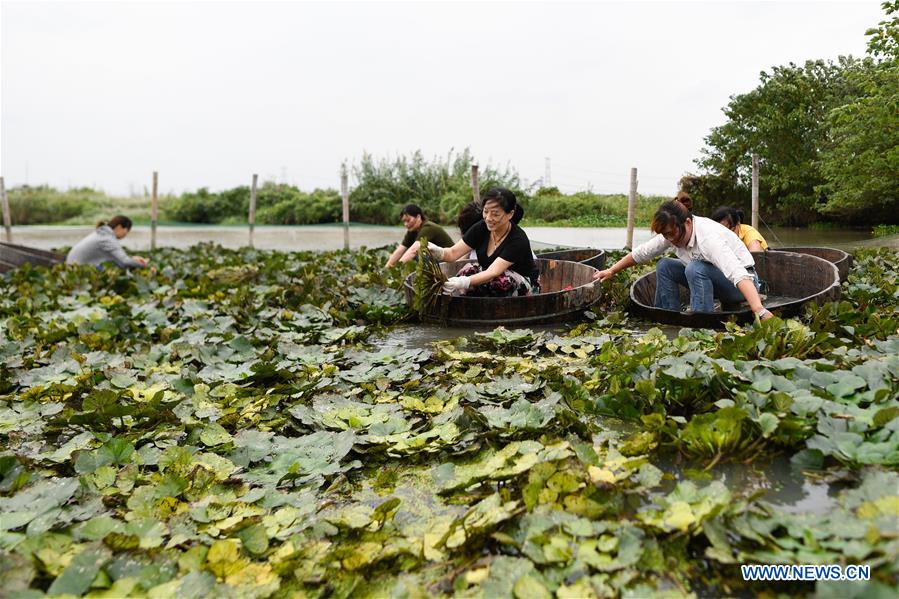 CHINA-ZHEJIANG-HUZHOU-WATER CHESTNUT-HARVEST (CN)