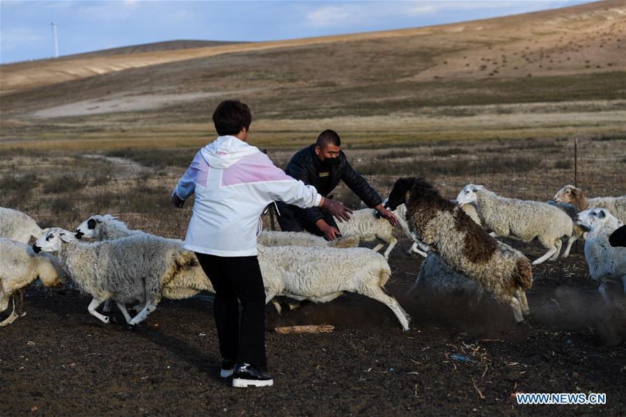 CHINA-INNER MONGOLIA-PASTURE-SHEEP TRADE (CN)