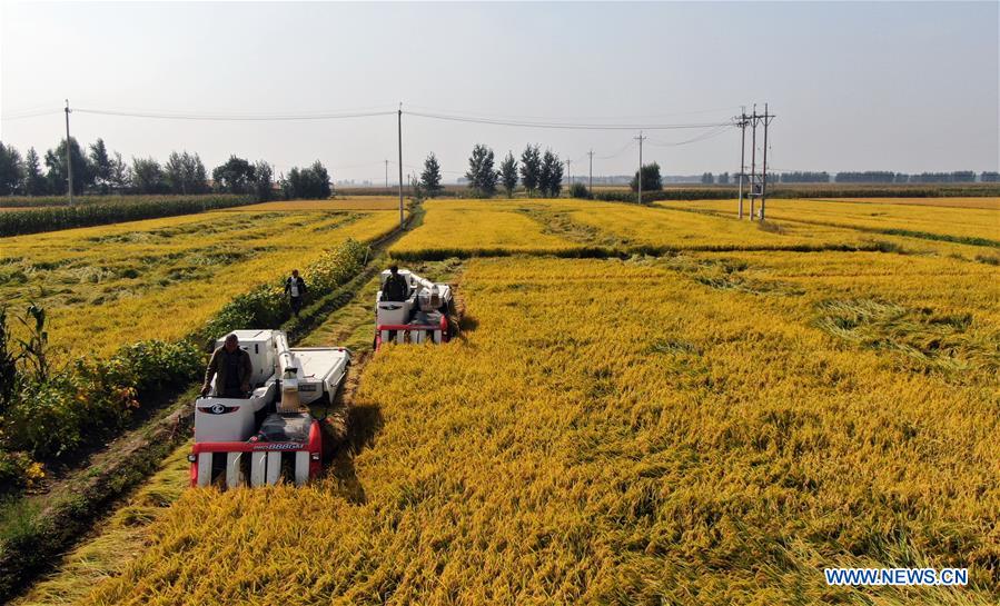 CHINA-LIAONING-SHENYANG-HARVEST (CN)