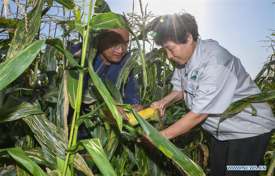 CHINA-JILIN-CORN-BUSINESS (CN)