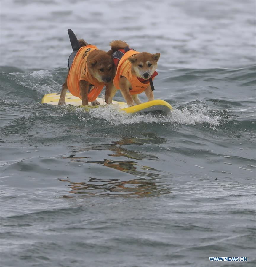 (SP)U.S.-CALIFORNIA-HUNTINGTON BEACH-SURF DOG