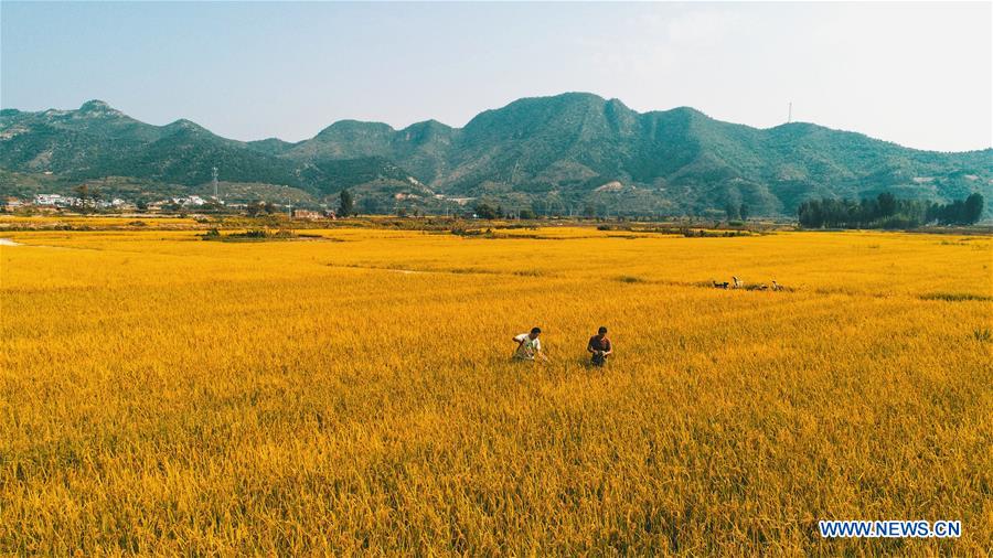 CHINA-HEBEI-HANDAN-RICE-HARVEST (CN)