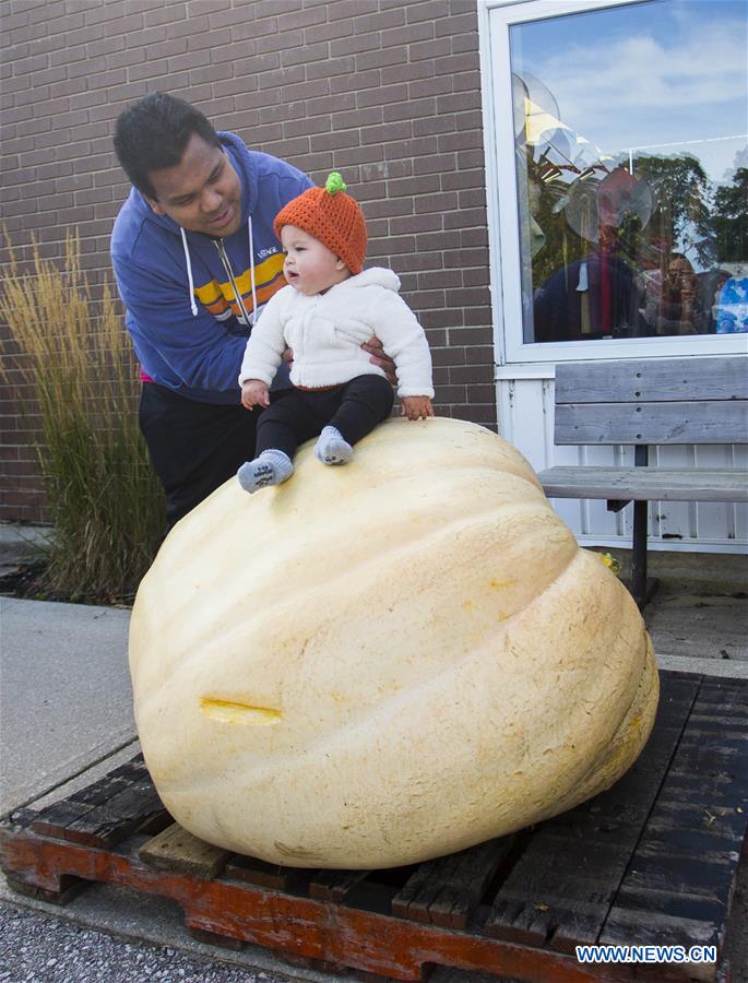 CANADA-ONTARIO-BRUCE COUNTY-GIANT PUMPKIN COMPETITION