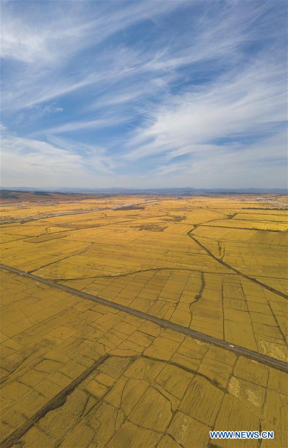 CHINA-JILIN-RICE HARVEST (CN)