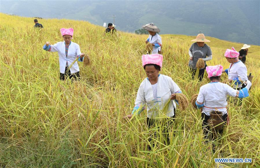 CHINA-GUANGXI-RICE-HARVEST (CN)