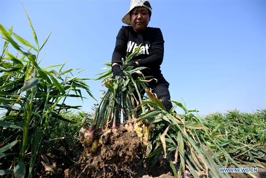 CHINA-HEBEI-AGRICULTURE-GINGER HARVEST (CN)