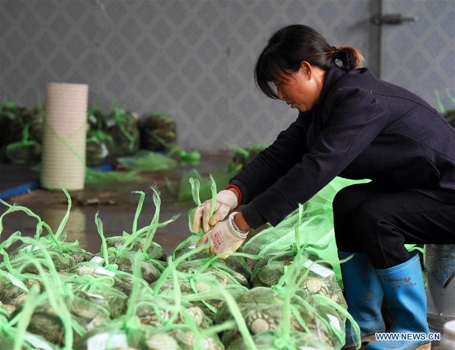 CHINA-SHANDONG-HAIRY CRABS-HARVEST (CN)