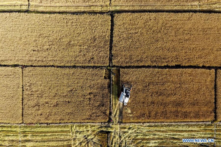 CHINA-SHANXI-TAIYUAN-PADDY FIELD-HARVEST (CN)