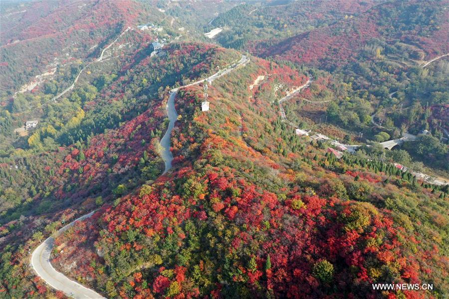 CHINA-HENAN-GONGYI-MAPLE-SCENERY (CN)