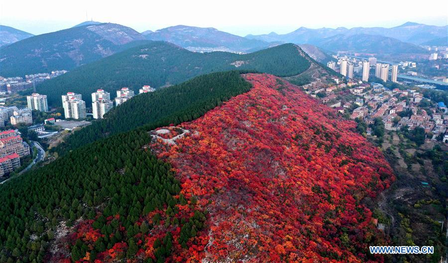 CHINA-SHANDONG-JINAN-AUTUMN SCENERY (CN)