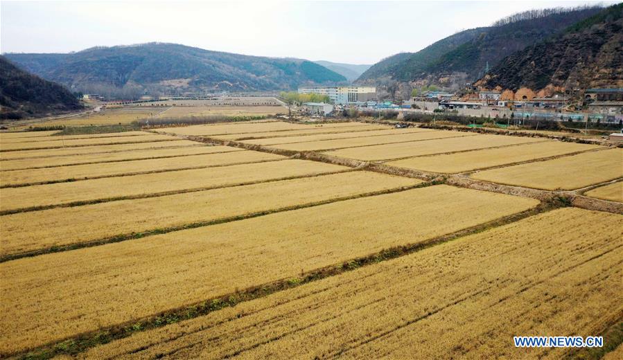 CHINA-SHAANXI-YAN'AN-PADDY FIELD-HARVEST (CN)