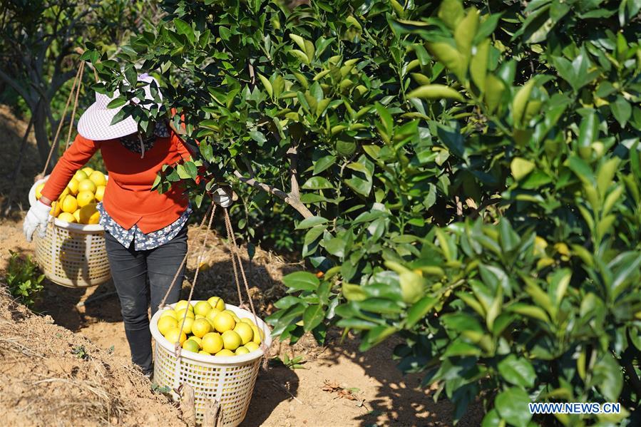 CHINA-JIANGXI-GANZHOU-HARVEST-NAVEL ORANGE (CN)