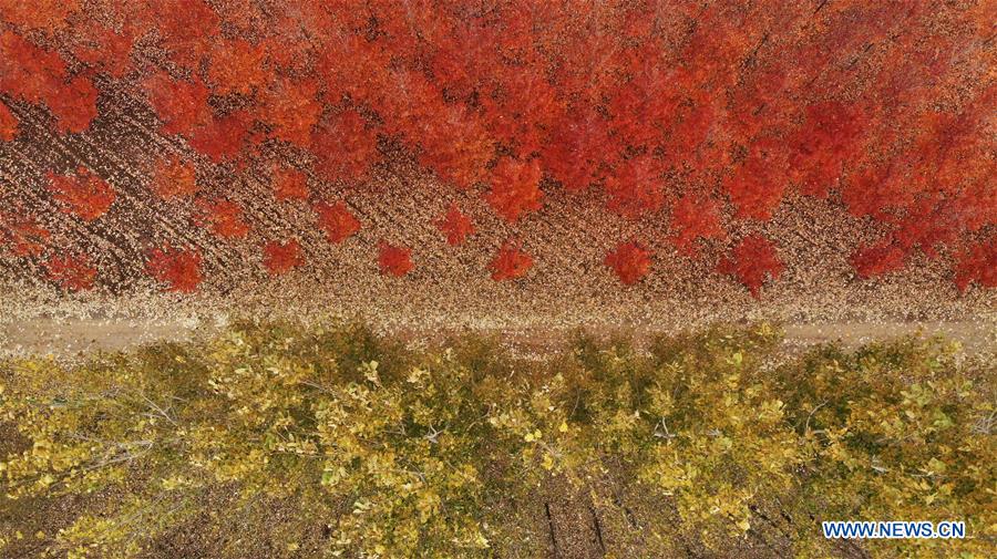 CHINA-SHANDONG-RIZHAO-MAPLE TREES (CN)