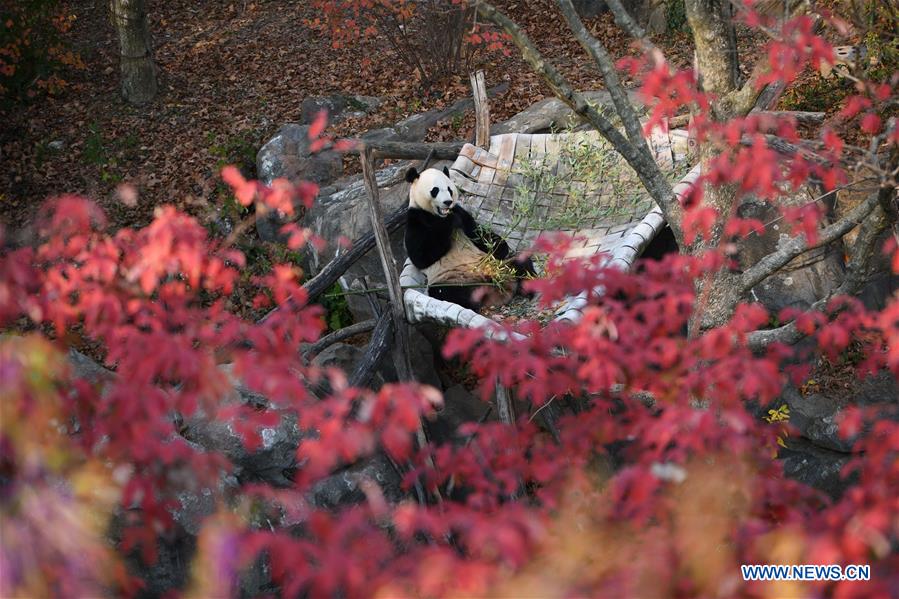 Xinhua Headlines: Bei Bei's farewell party epitomizes love for giant pandas, China-U.S. friendship