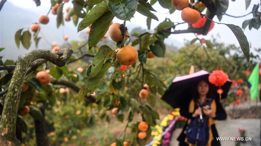 CHINA-GUANGXI-PINGLE-PERSIMMON (CN)