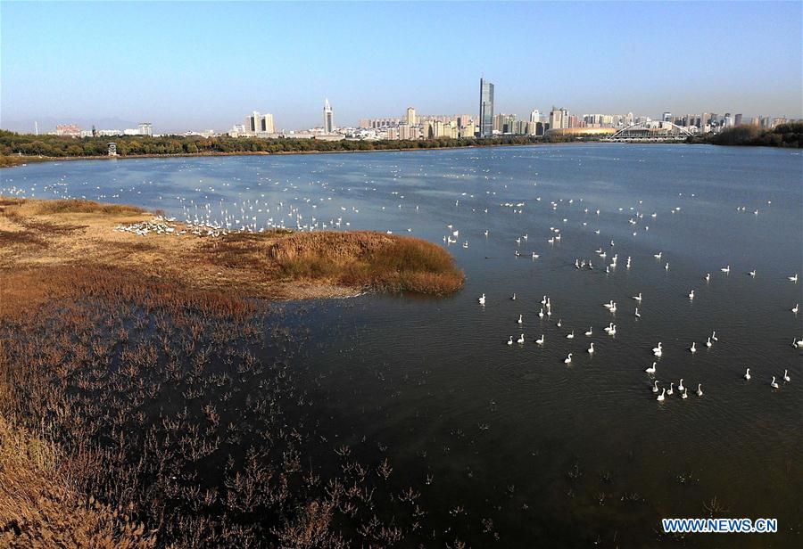 CHINA-HENAN-SANMENXIA-WHITE SWANS (CN)