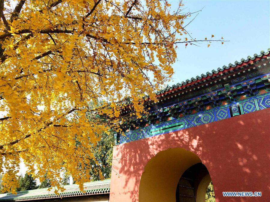 (BeijingCandid)CHINA-BEIJING-AUTUMN (CN)