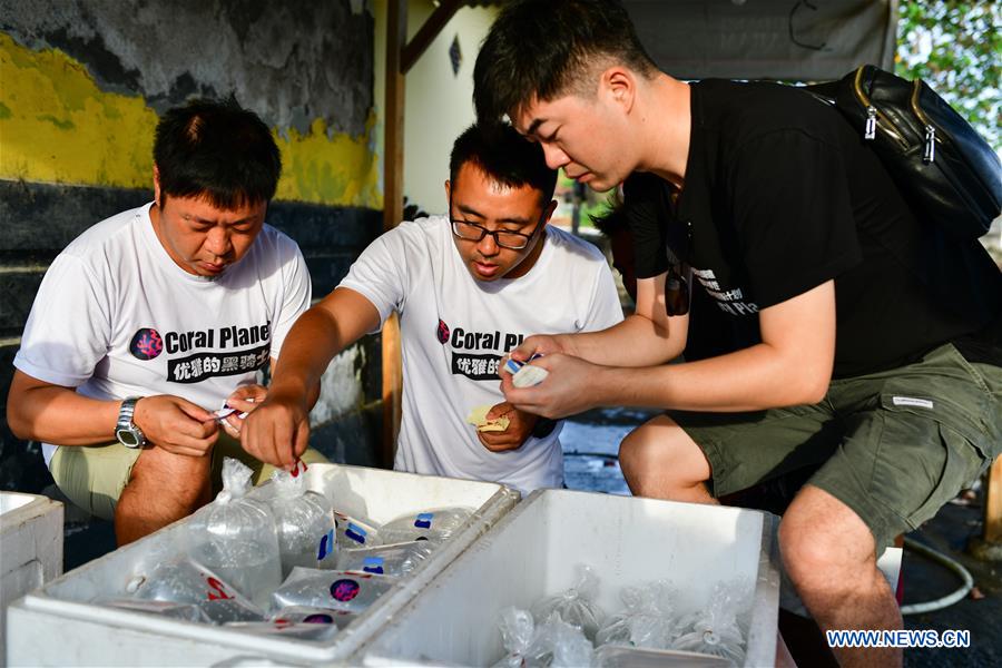 INDONESIA-BALI-CORAL REHABILITATION