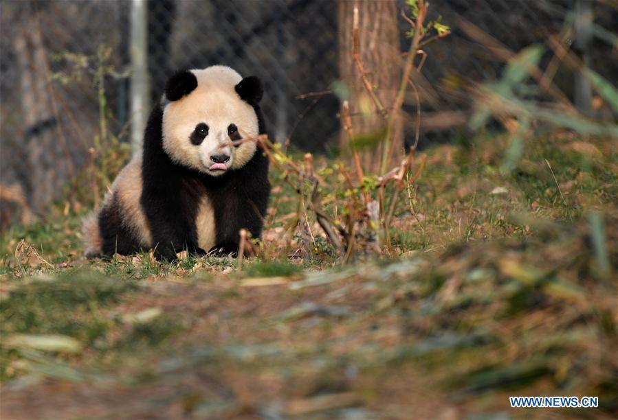 CHINA-XI'AN-QINLING-GIANT PANDA (CN)