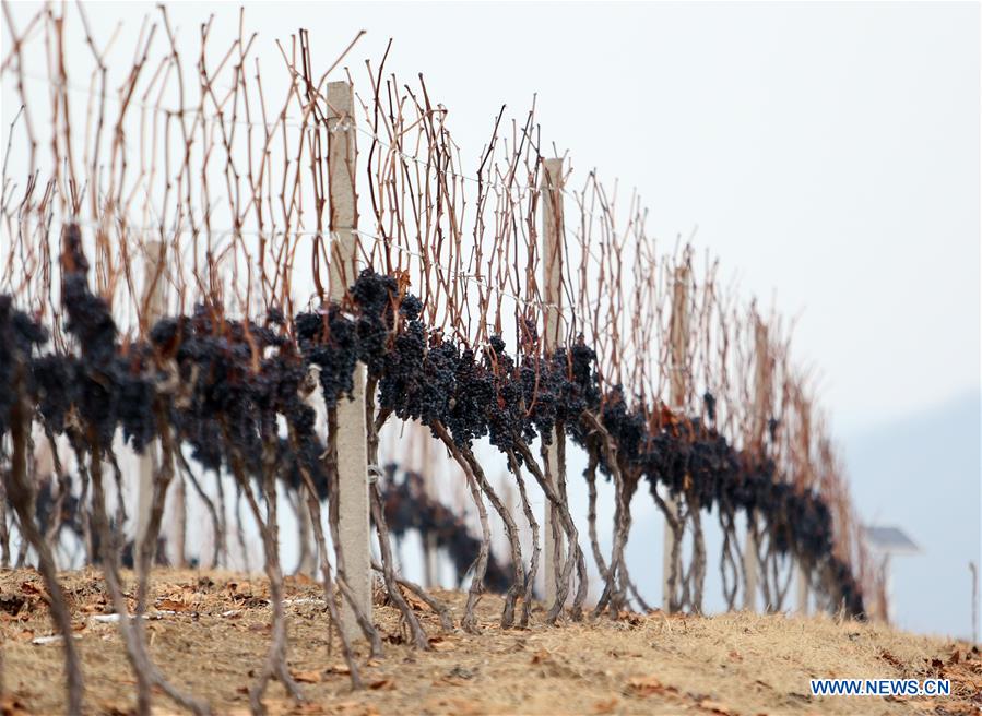 CHINA-JILIN-ICE WINE FESTIVAL (CN)