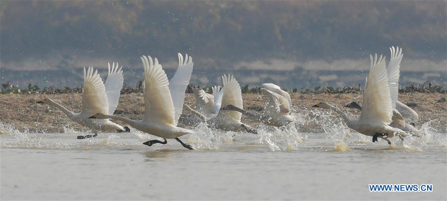 CHINA-JIANGXI-FUHE RIVER-MIGRANT BIRD (CN)