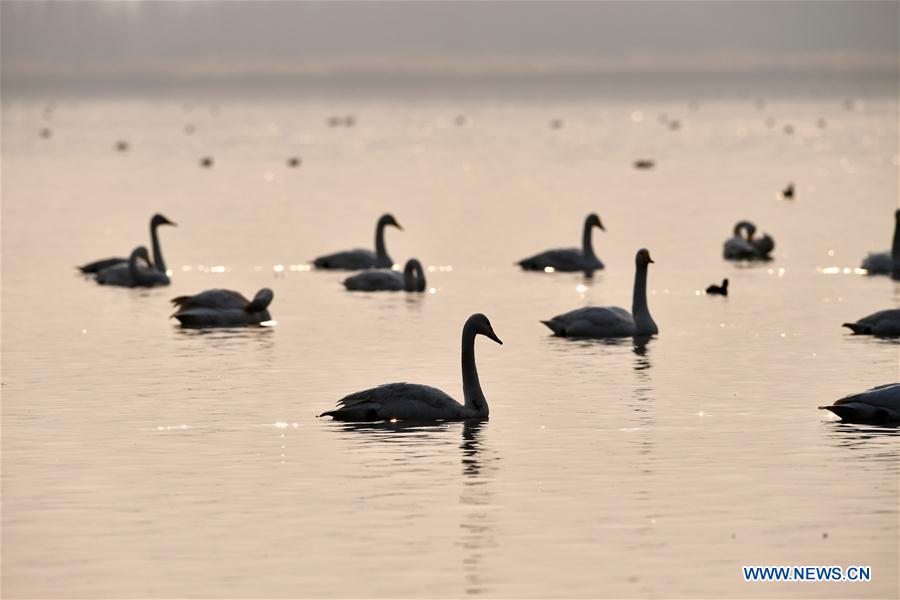 CHINA-SHANXI-WILD SWAN-WINTER HABITAT (CN)