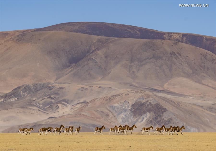 CHINA-TIBET-NAGQU-WILD ANIMALS (CN)