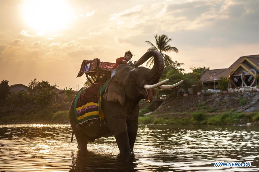 LAOS-XAYABOURY-ELEPHANT-FESTIVAL