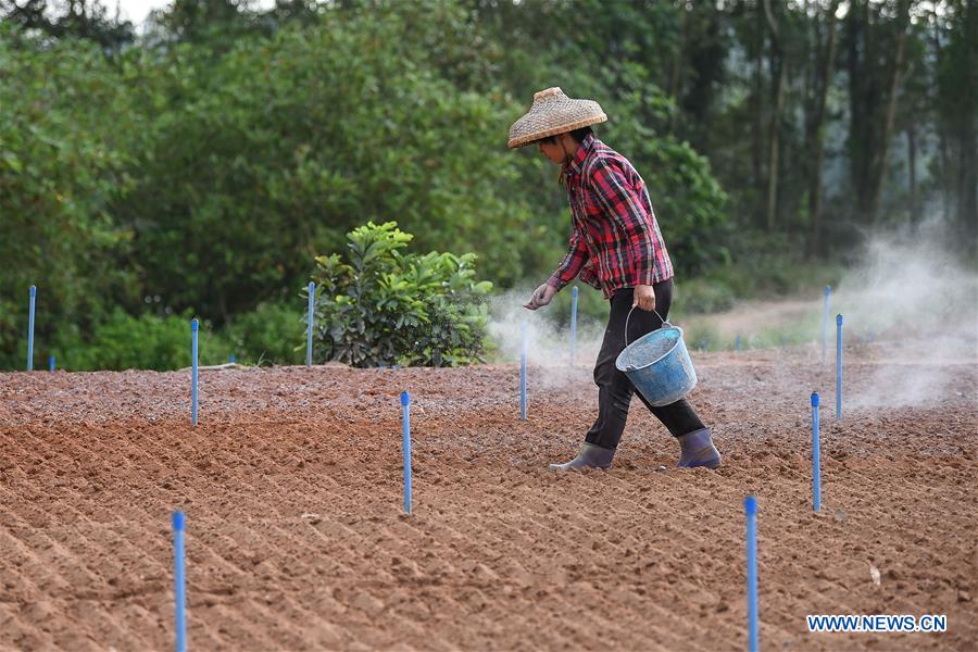 CHINA-HAIKOU-FARMING(CN)