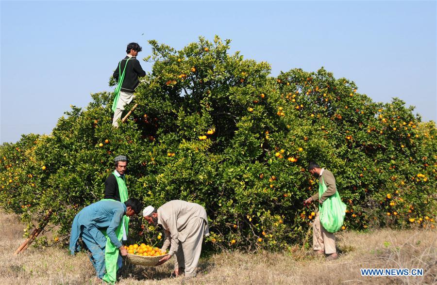 PAKISTAN-PESHAWAR-ORANGE-HARVEST