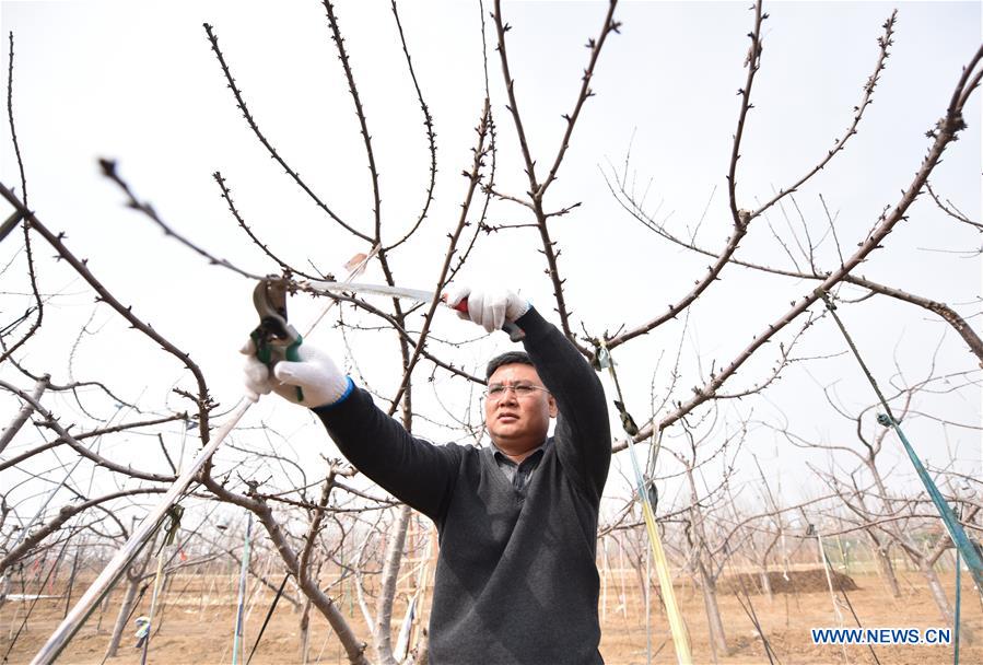 CHINA-HEBEI-DINGZHOU-FRUIT TREE PRUNING (CN)