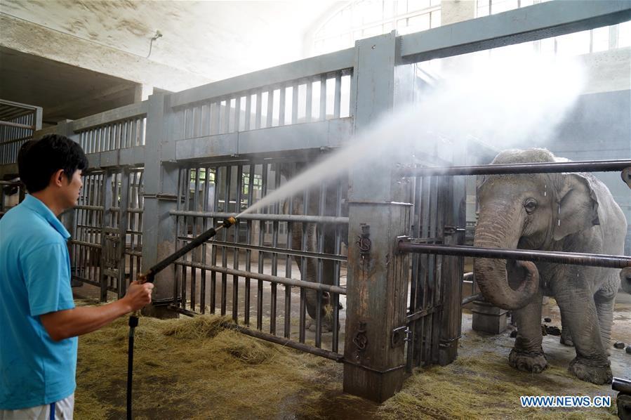 CHINA-SHANGHAI-ZOO-ANIMAL-HEAT PREVENTION (CN)