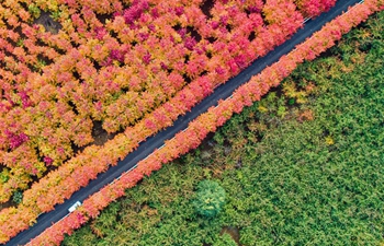 Maple trees charm tourists in north China's Hebei