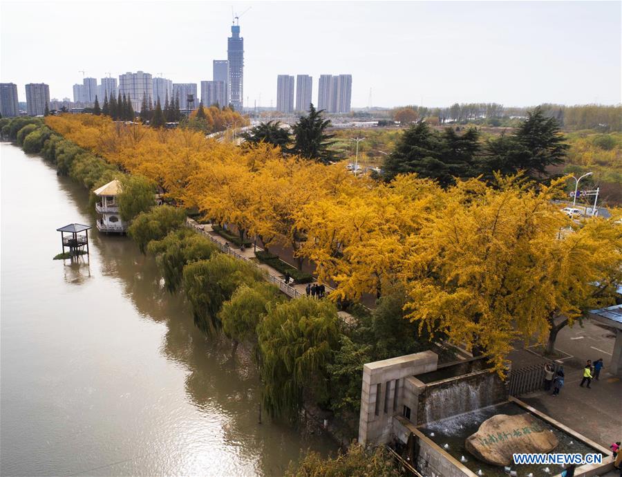 #CHINA-JIANGSU-GINKGO TREES (CN)