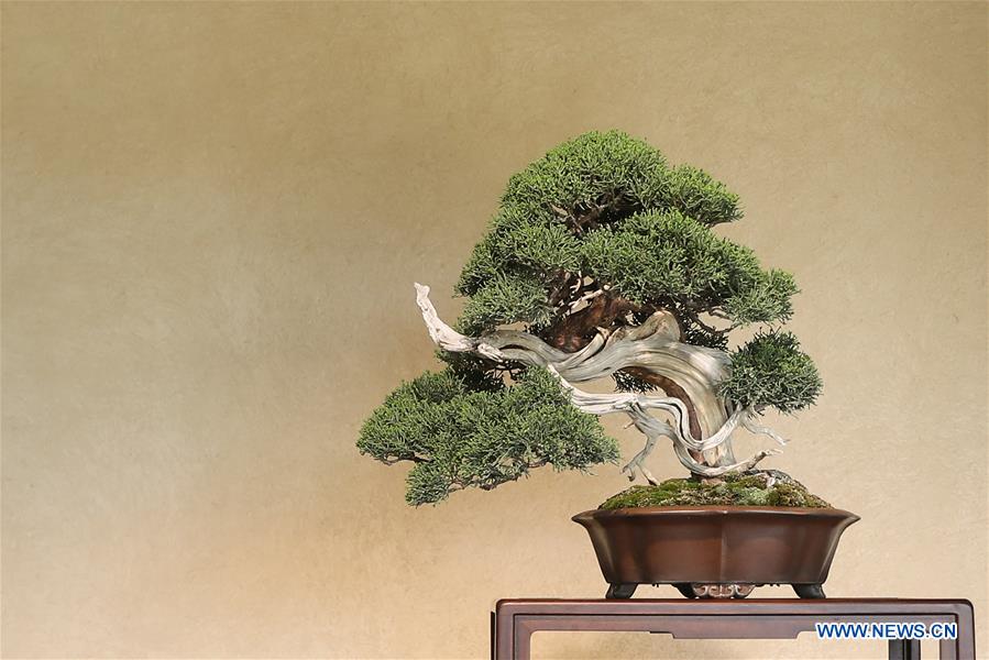 JAPAN-SAITAMA-BONSAI ART MUSEUM