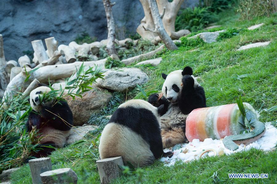 CHINA-MACAO-GIANT PANDA-BIRTHDAY (CN)