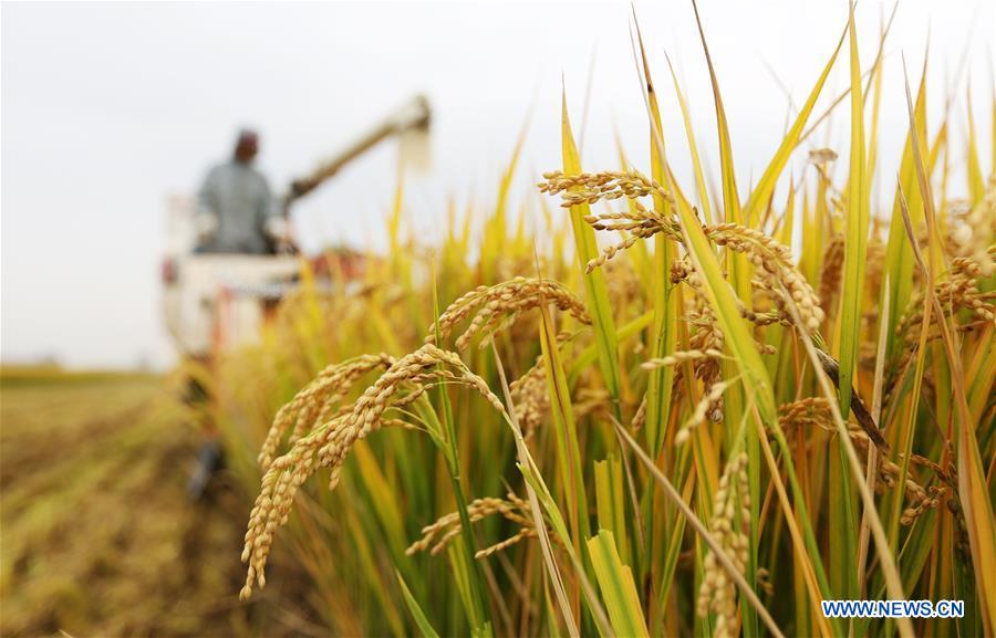 #CHINA-AGRICULTURE-HARVEST (CN)