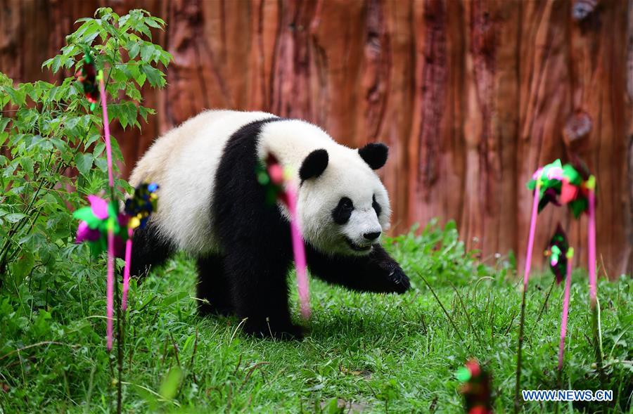 CHINA-CHANGCHUN-GIANT PANDA (CN)