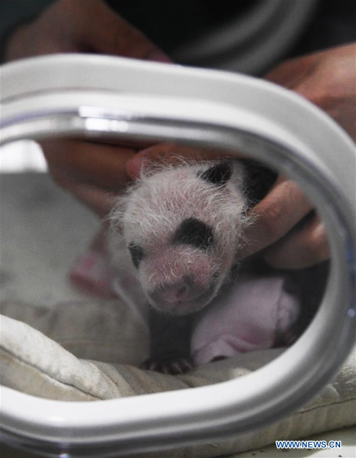 CHINA-CHONGQING-PANDA CUBS (CN)