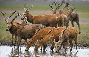 Population of milu deer grows in China